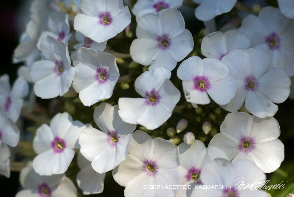 white phlox