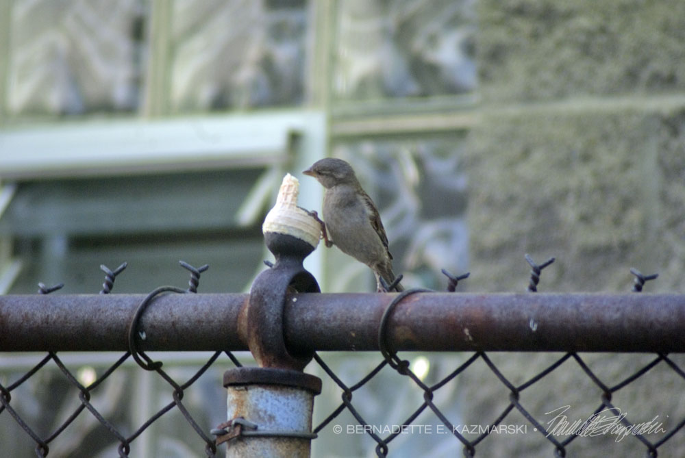 sparrow with ice cream cone
