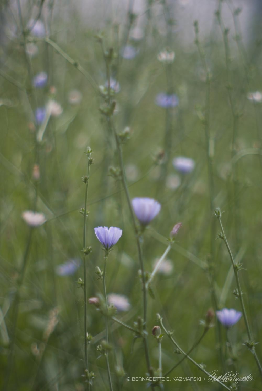 chicory