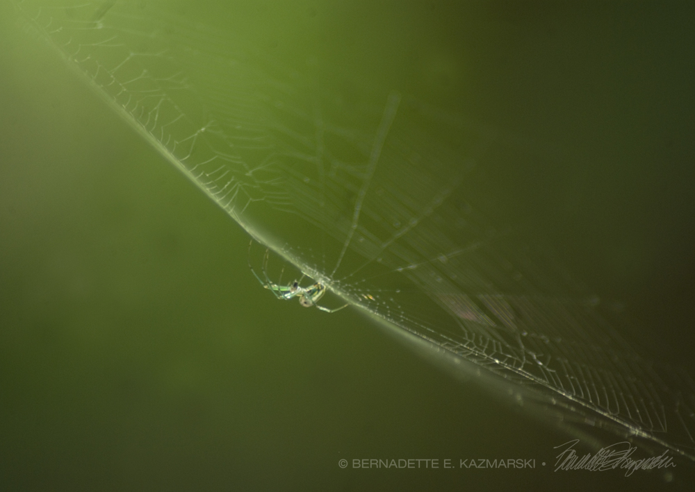 Spider in web