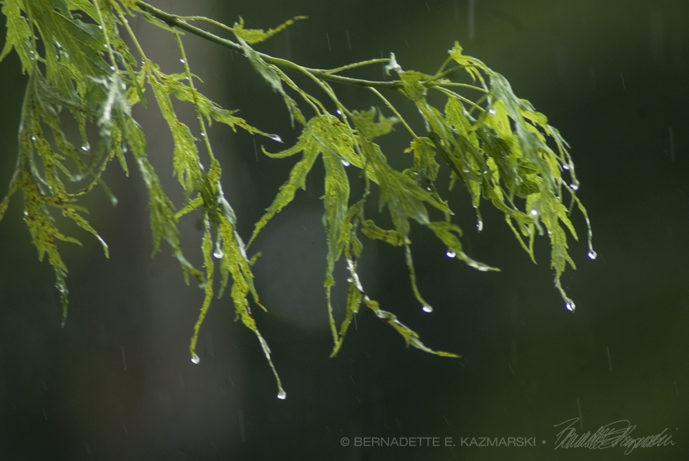 raindrops and leaves