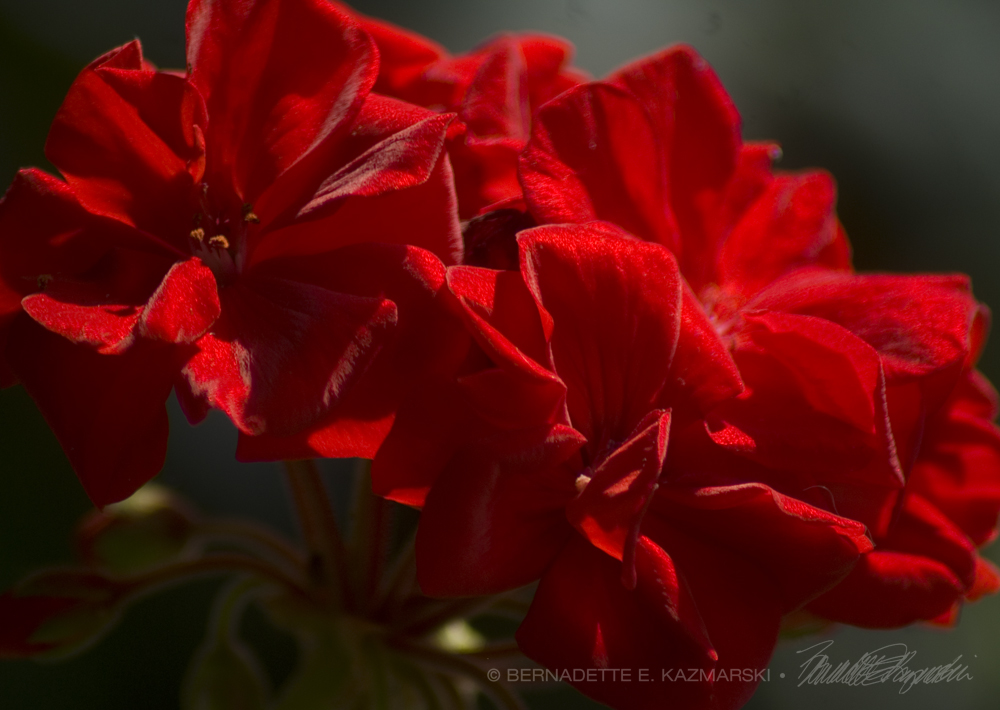 red geranium