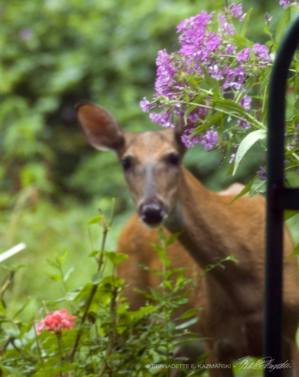doe with flowers