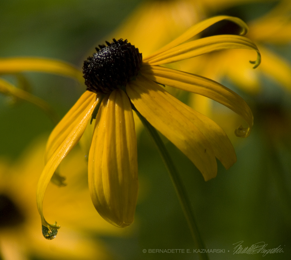 black eyed susans