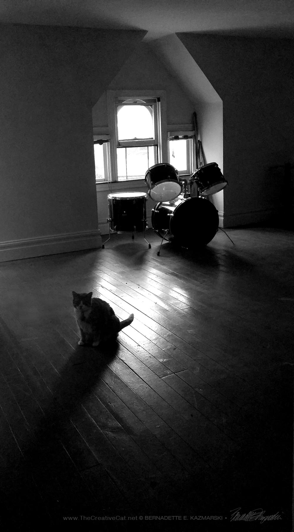 cat and drum set in empty room