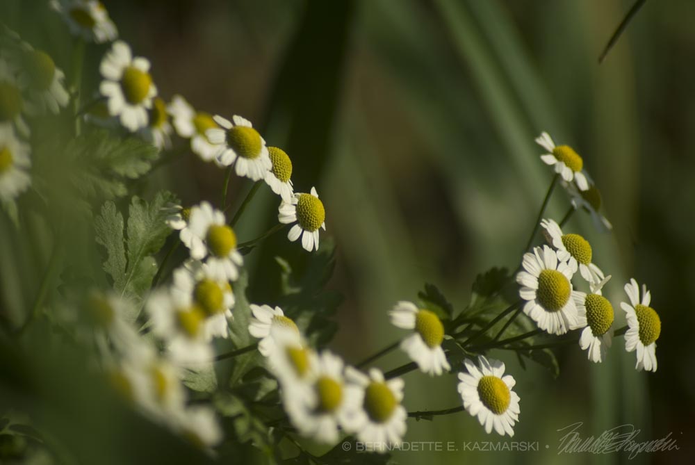 feverfew