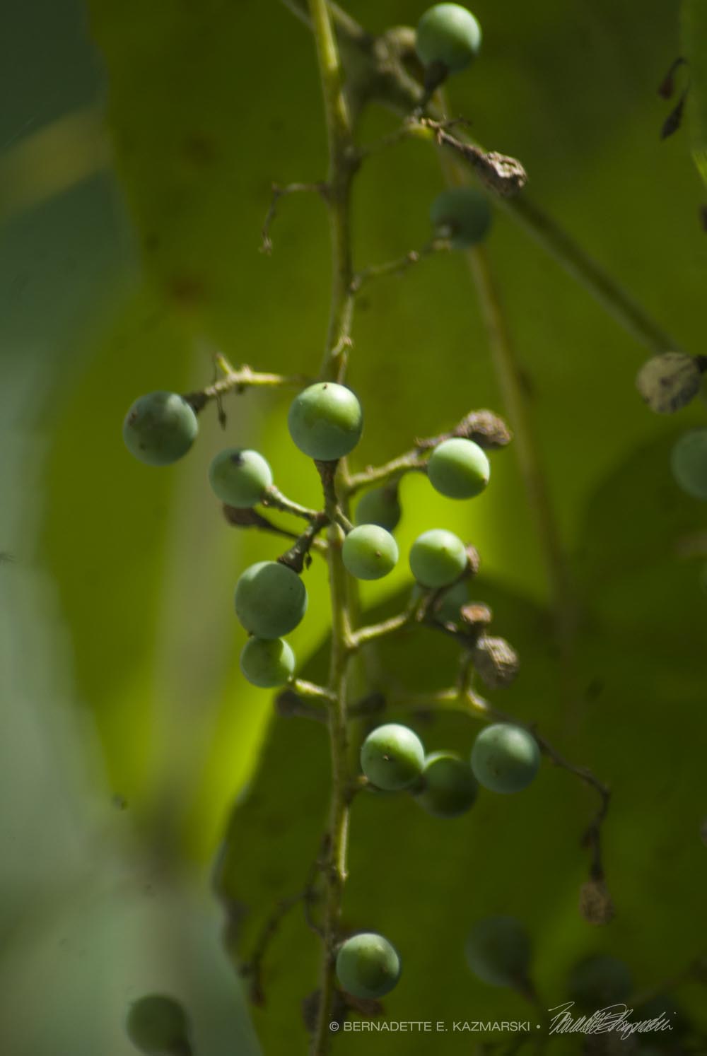 Tiny Grapes