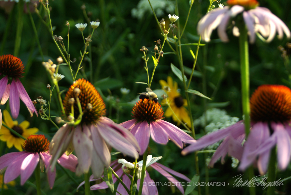 wildflowers