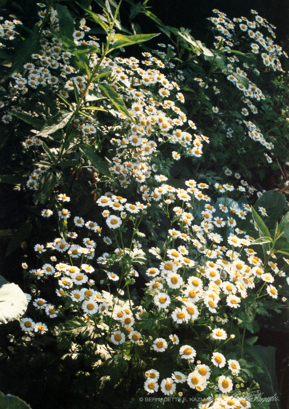 Feverfew