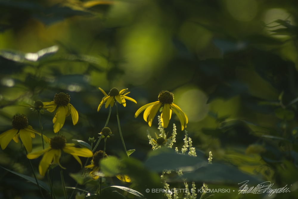 wildflowers in evening woods