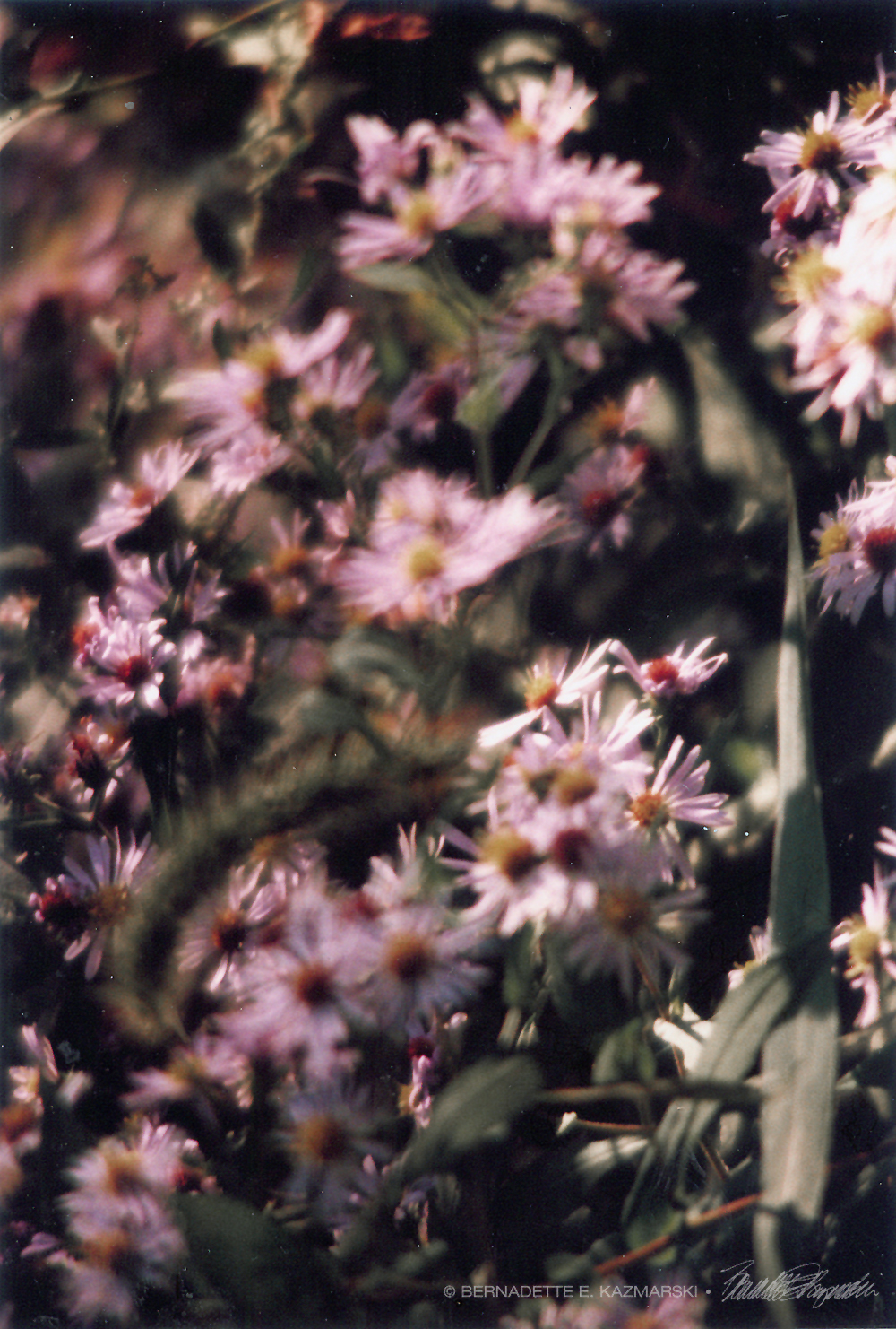 purple asters