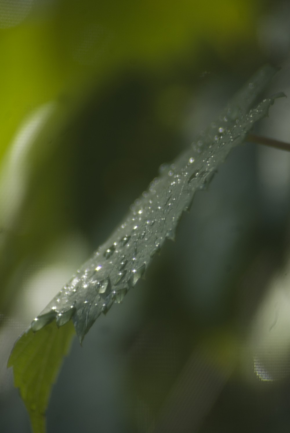 raindrops on leaf