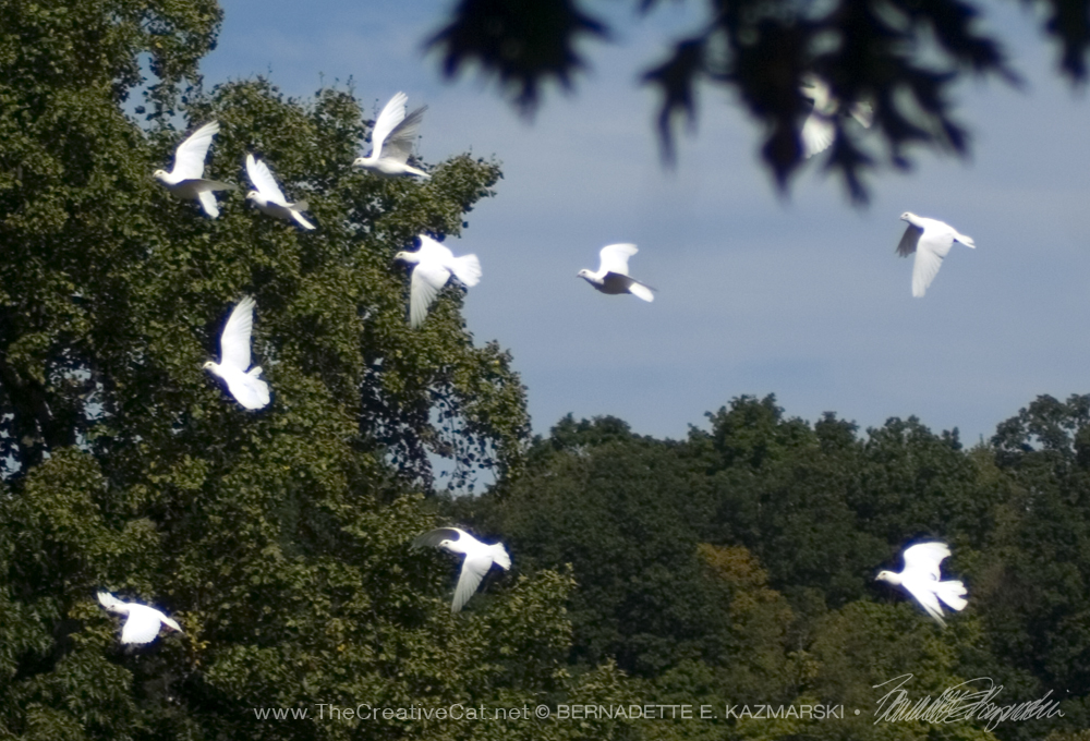 white doves