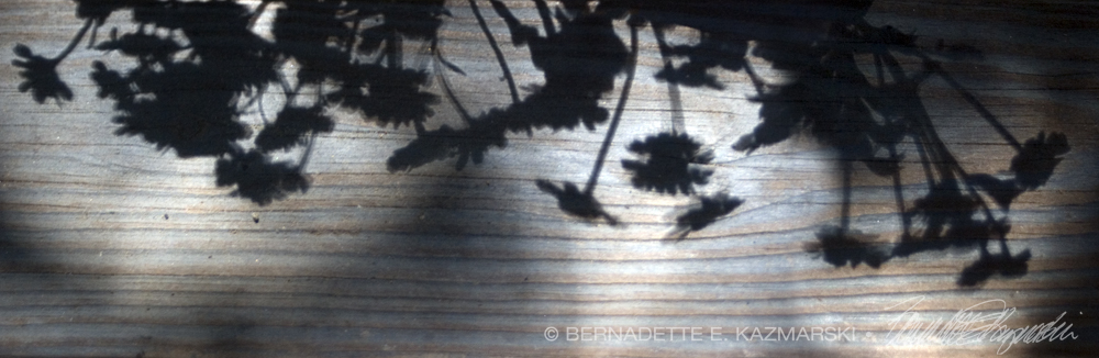 flower shadows