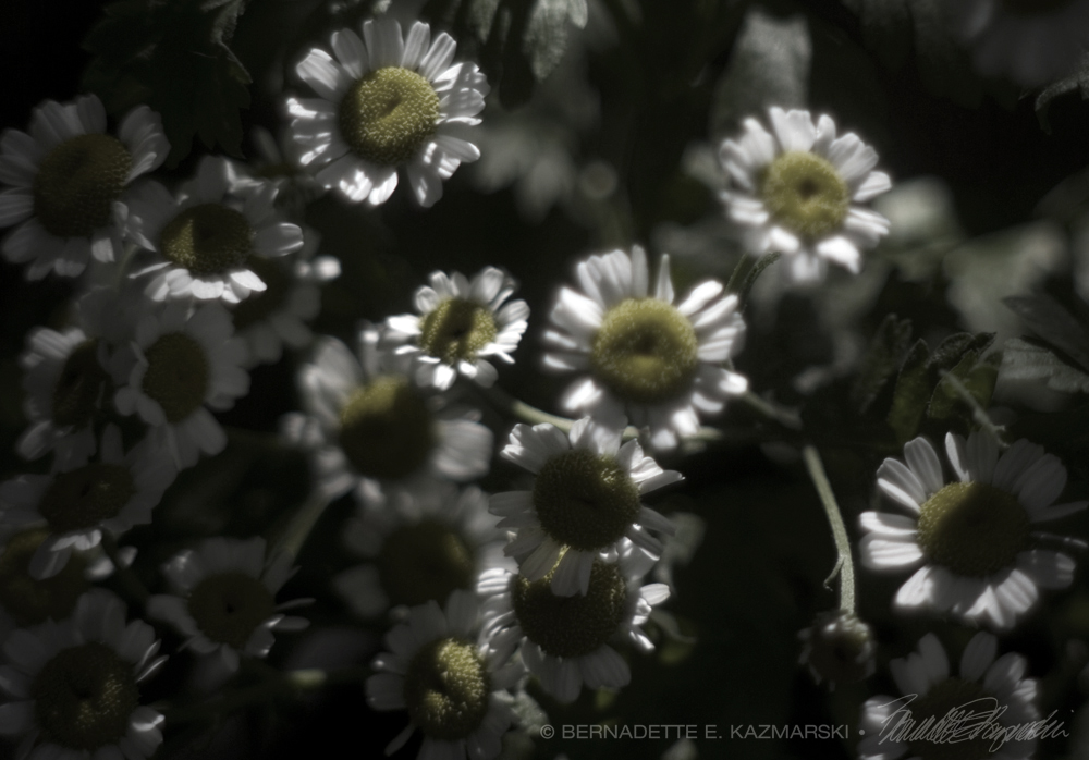feverfew in vase
