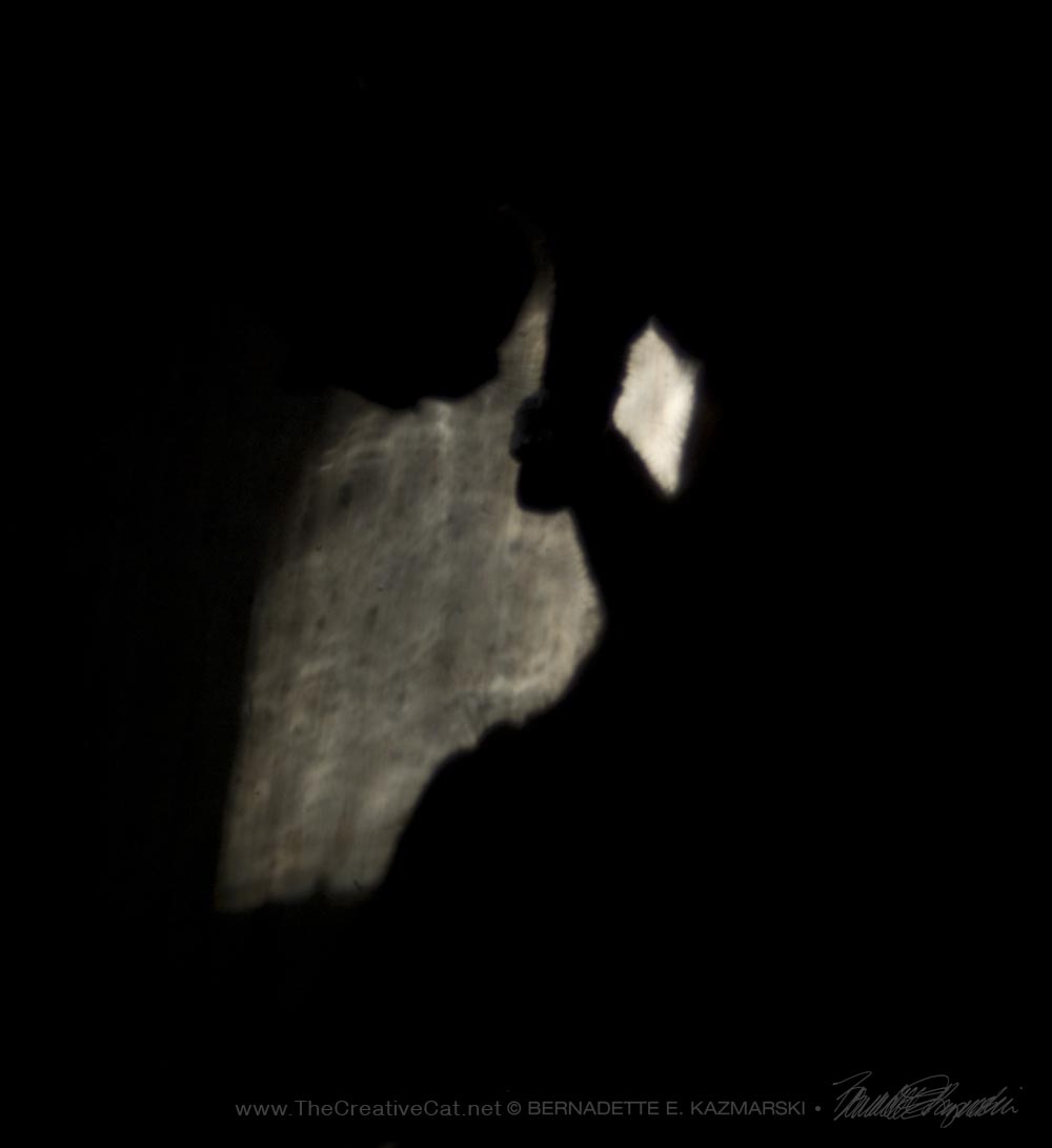 cat shadow