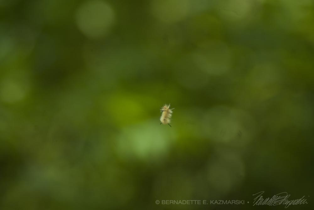 Dagger Moth Caterpillar