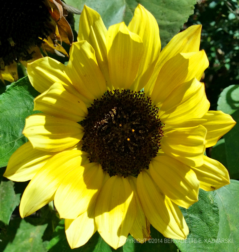 yellow sunflower