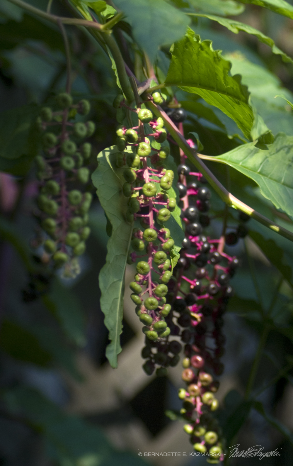 poke berries