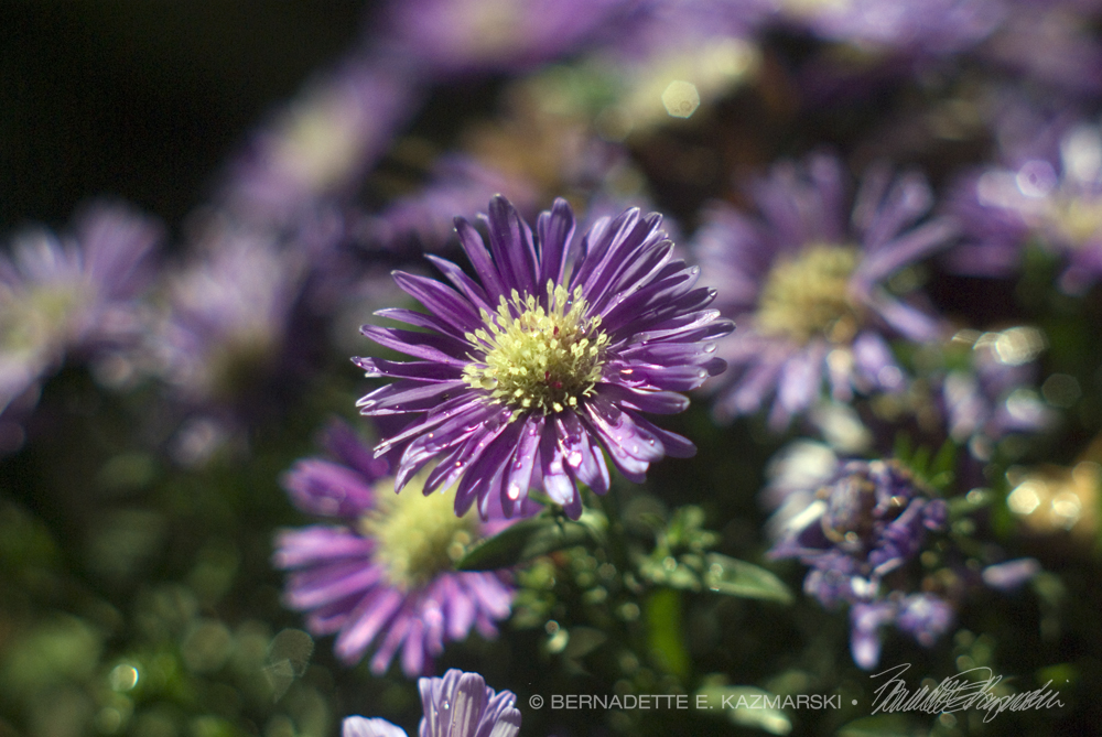 asters