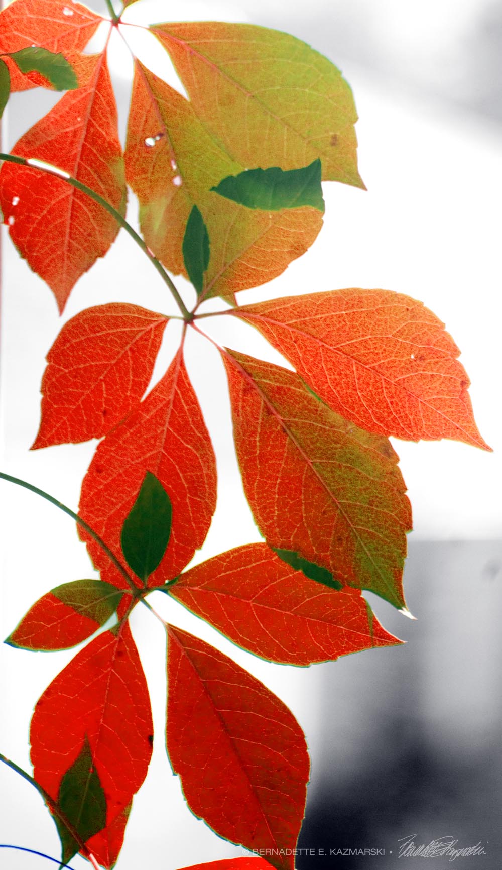 virginia creeper leaves