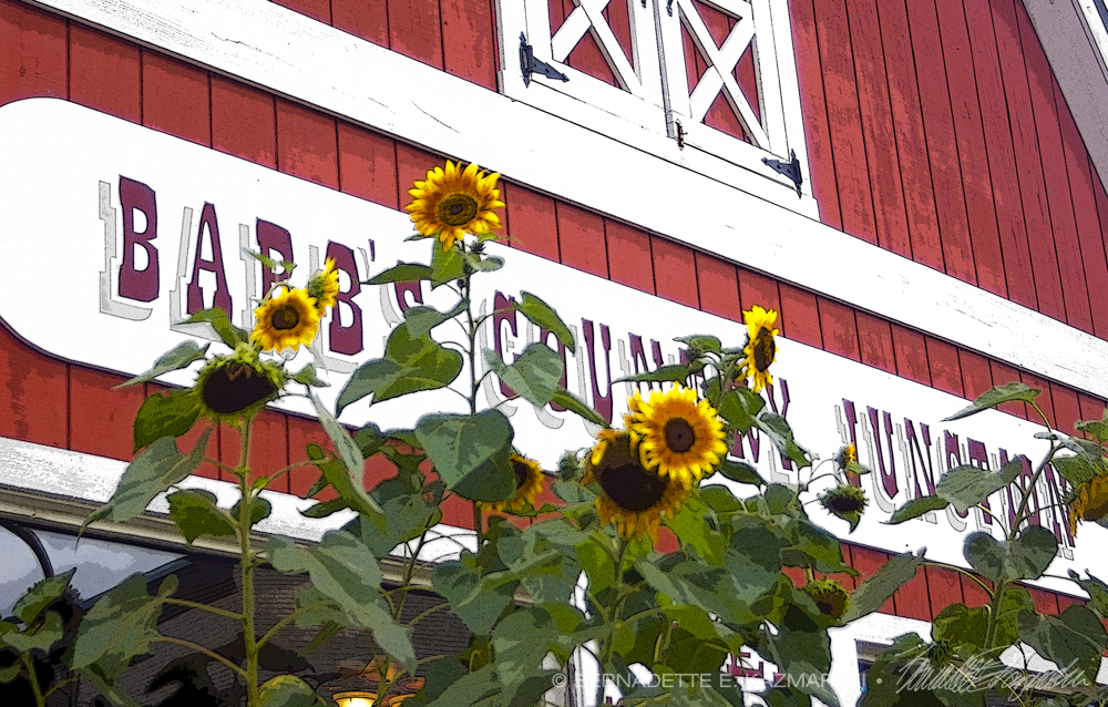 sunflowers