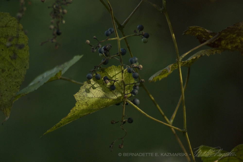 wild grapes