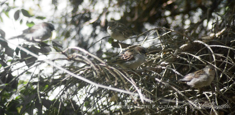 photo of sparrows on branch