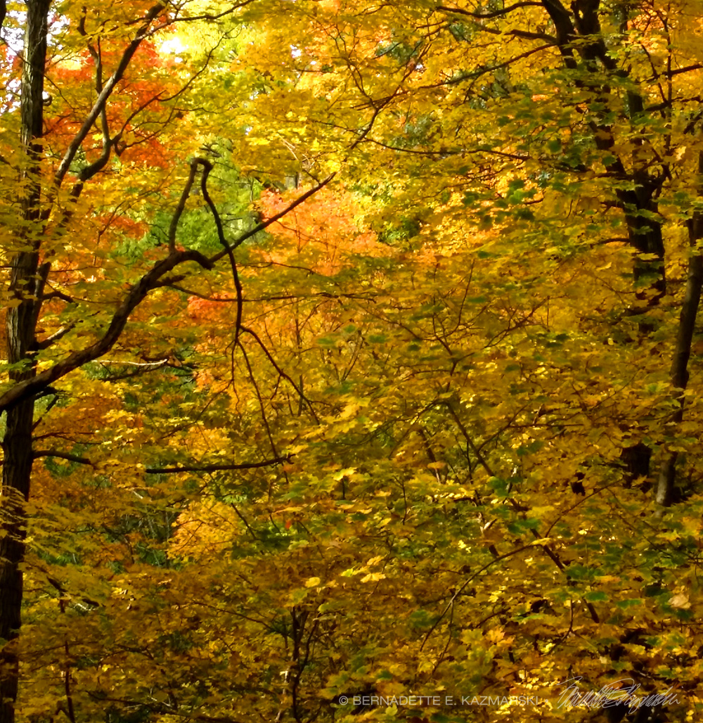 autumn leaves