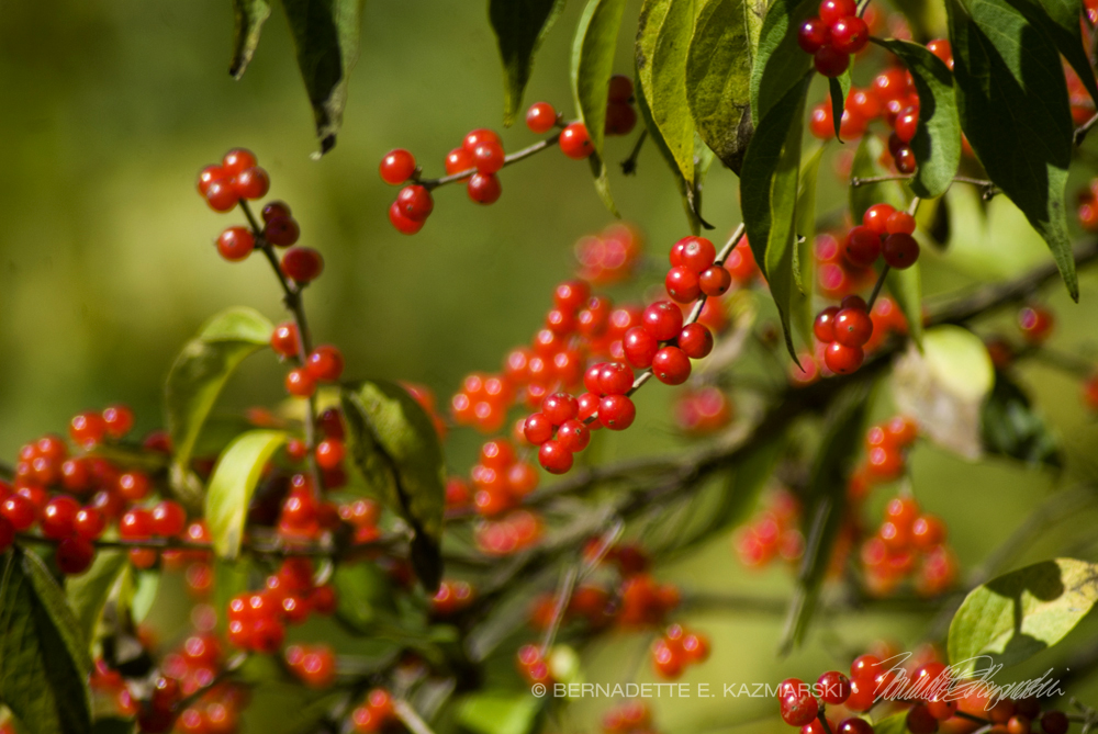 honeysuckle berries
