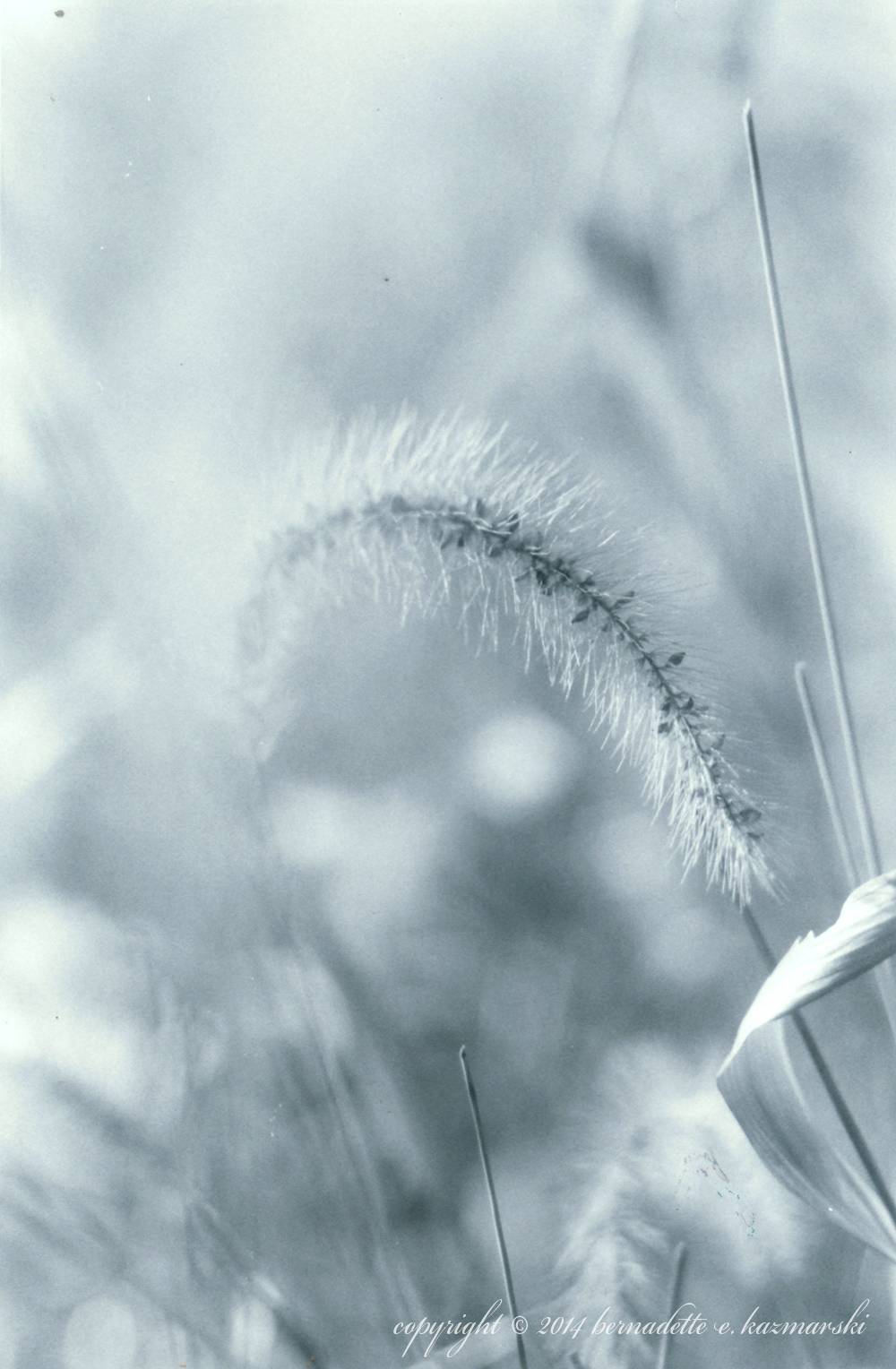 seed head
