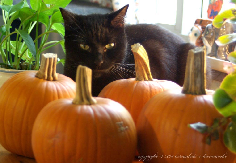 black cat with pumpkins