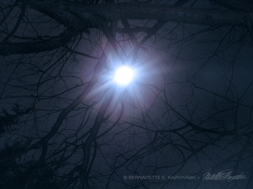 moon in bare tree branches