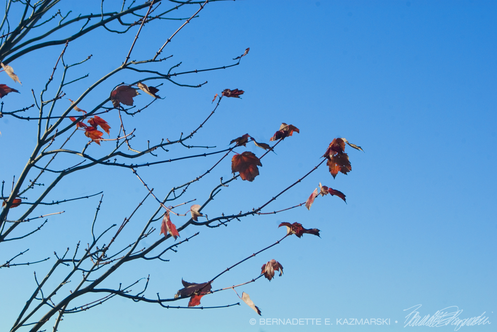 red leaves and blue sky