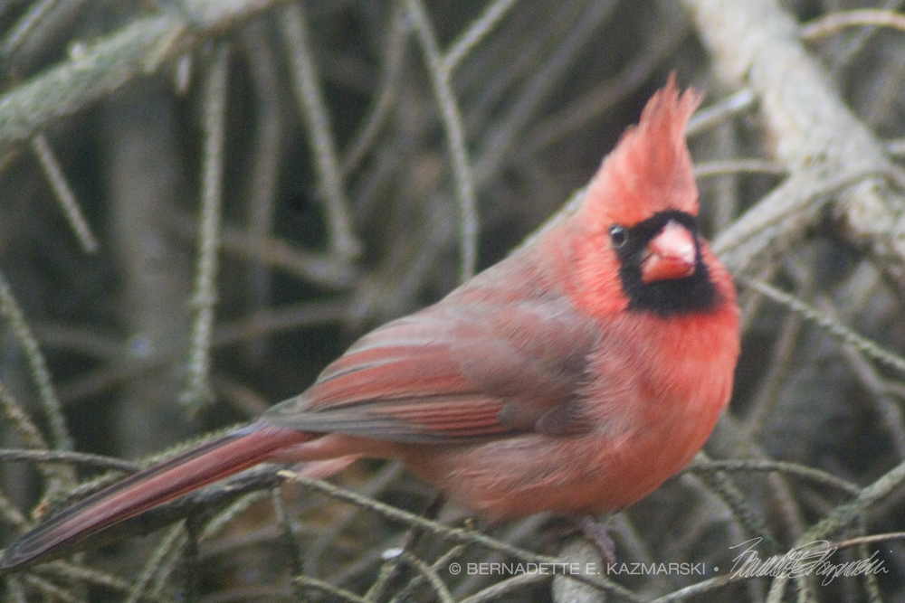 male northern cardinal