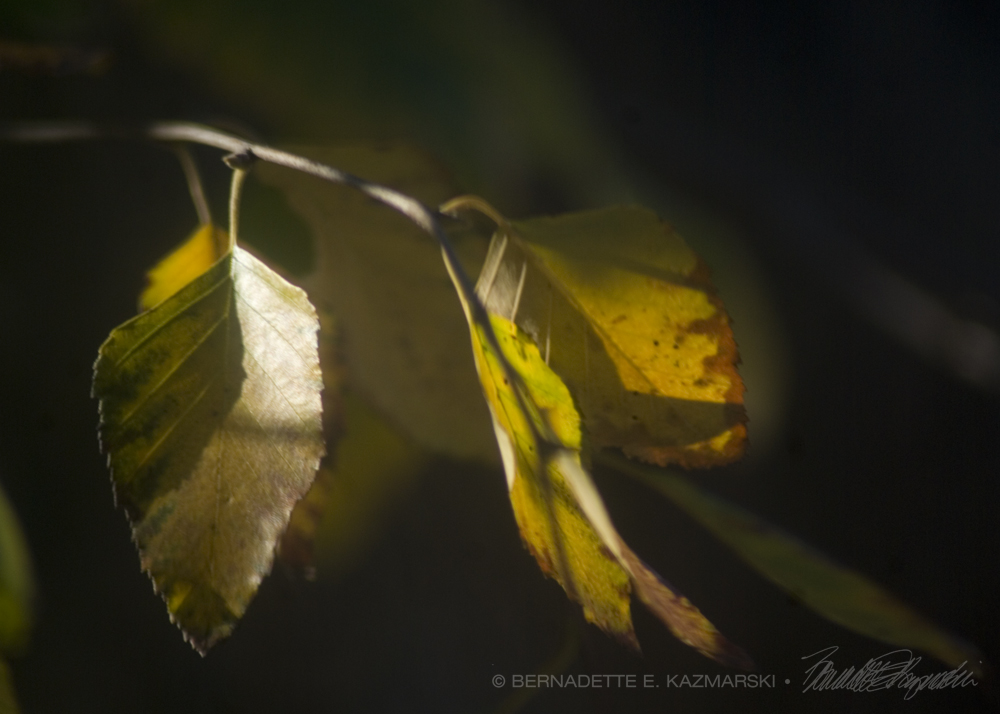 leaves
