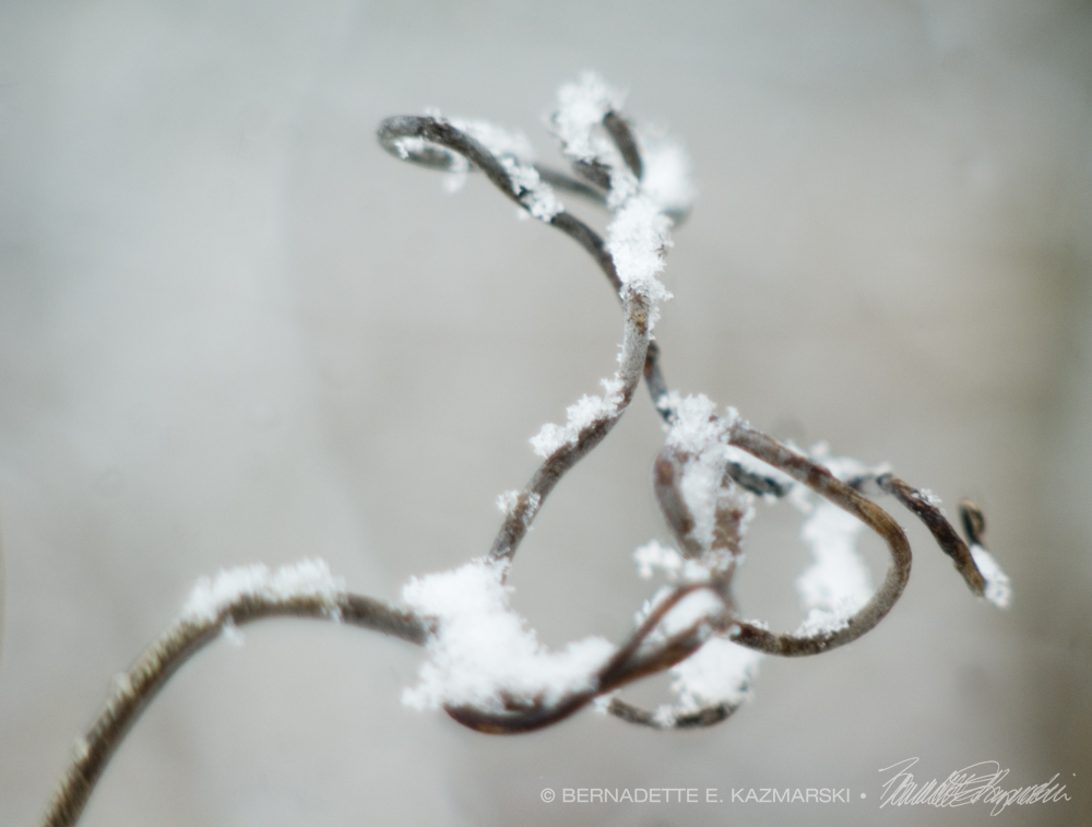 Delicate Complications photo of grape vine with snow