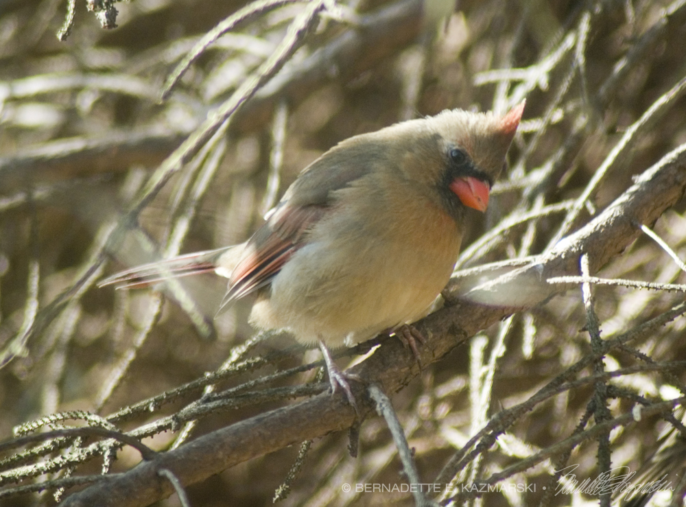 female cardinal in tree