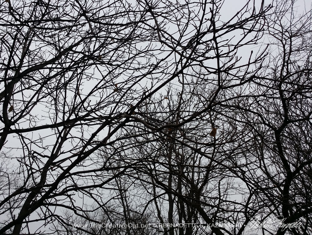 tree branches against gray sky