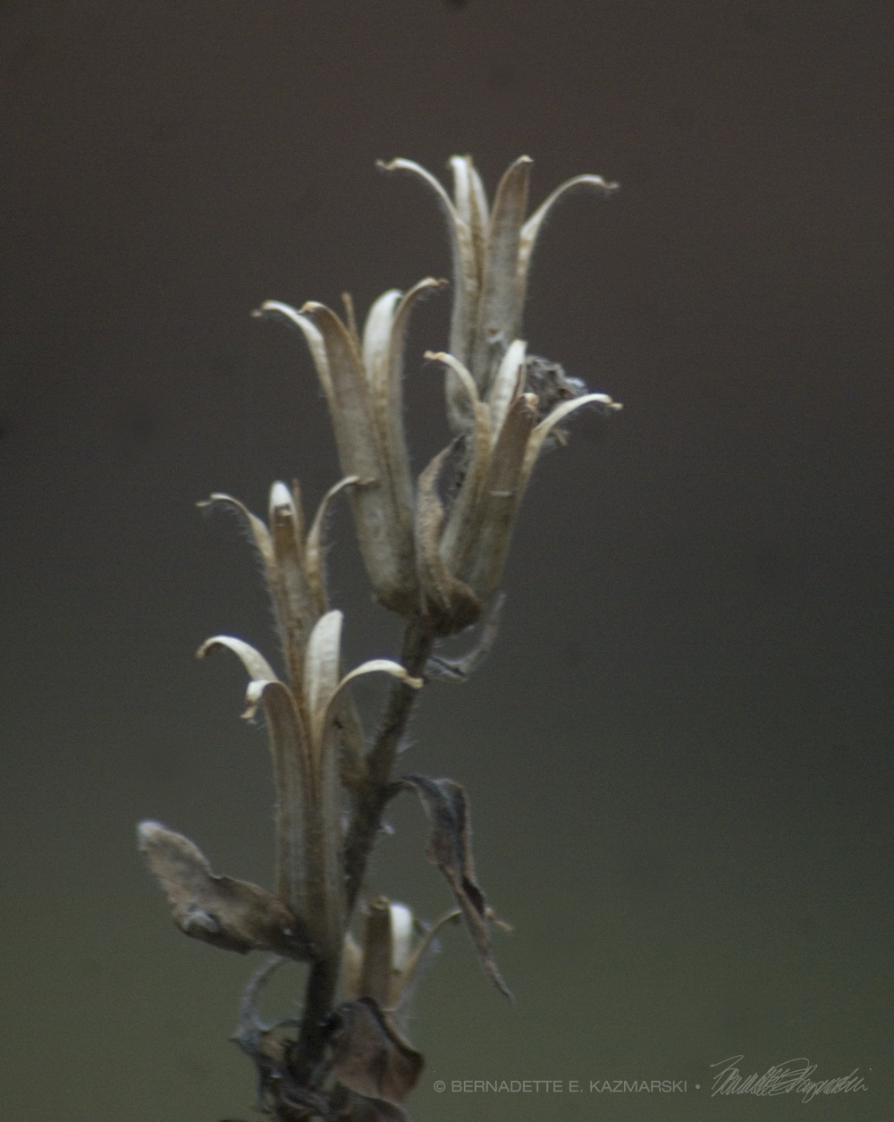 seed pods