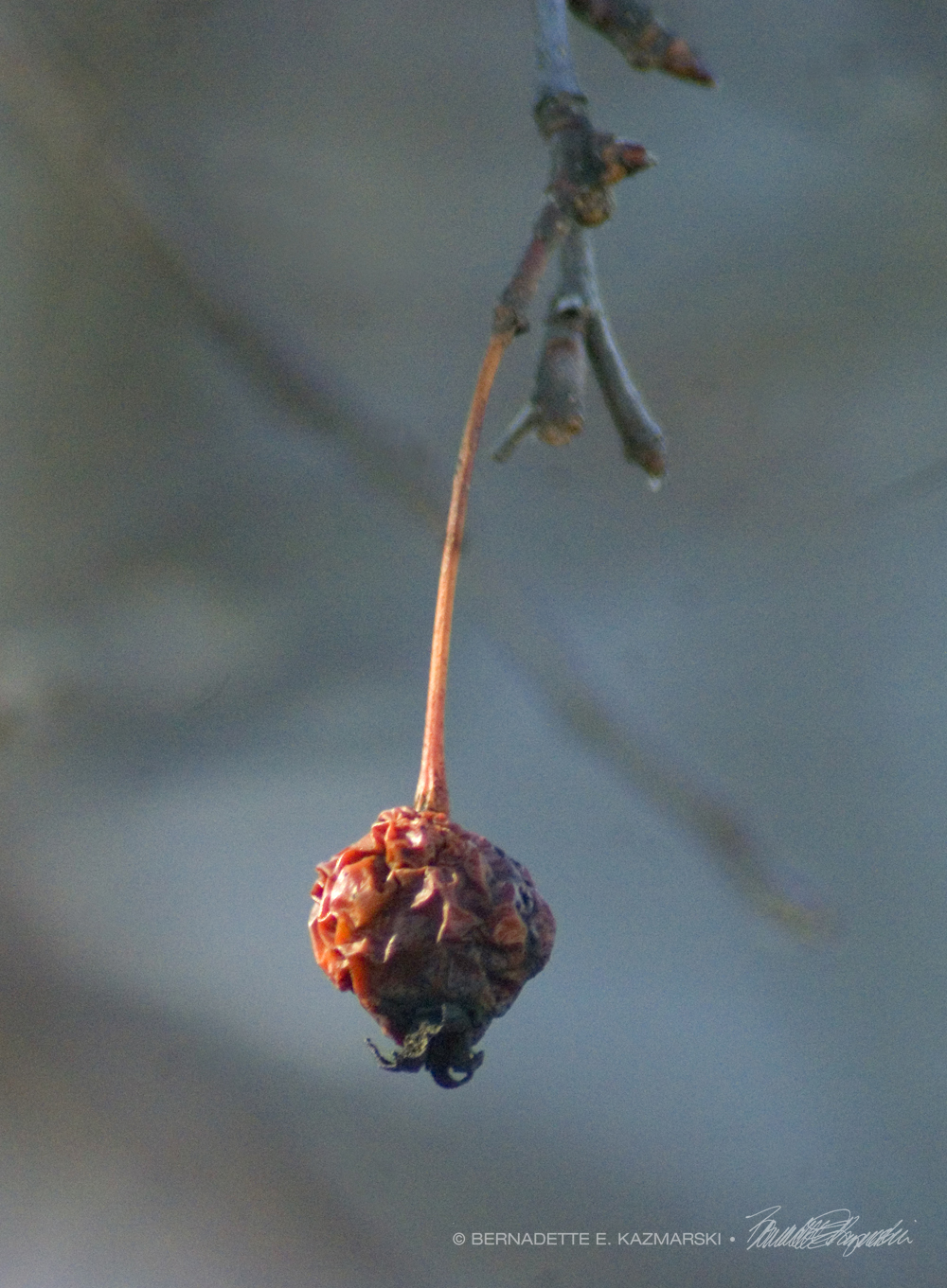 crabapple on branch