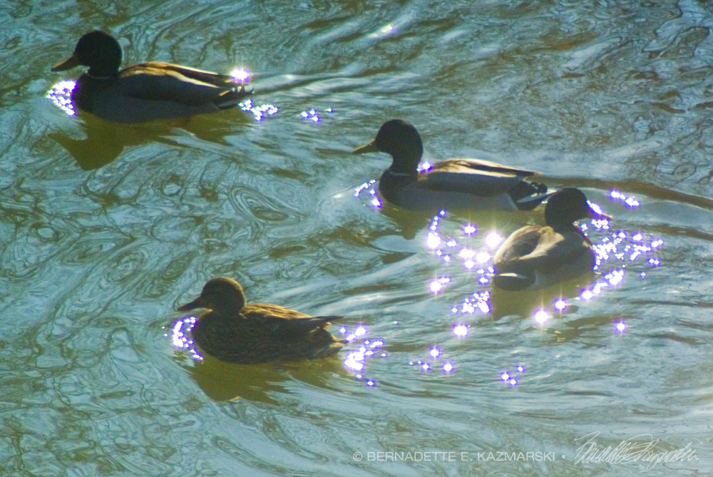 mallard ducks on water