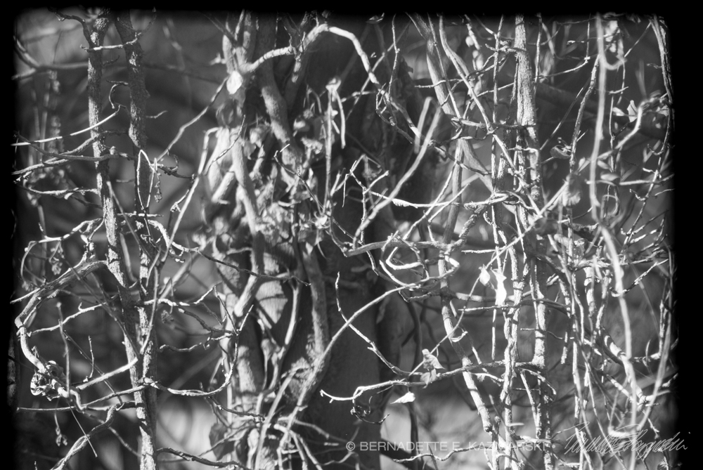 branches and vines