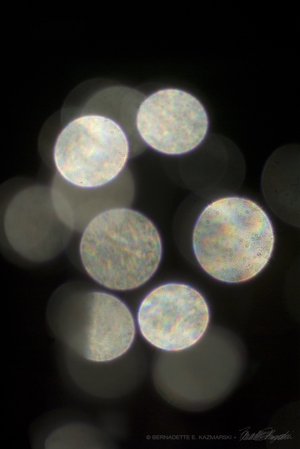 sunlight through plastic beads