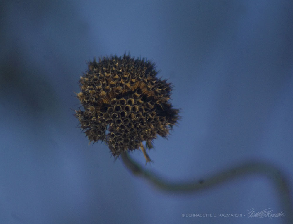 photo of flower seed head