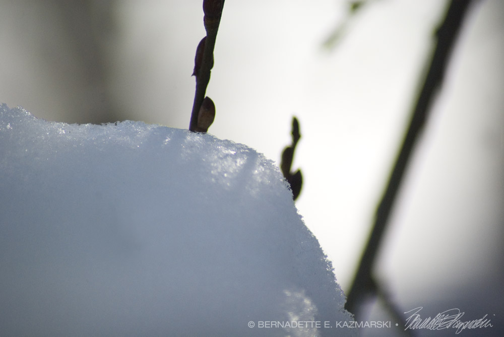 pussy willow shadows on snow