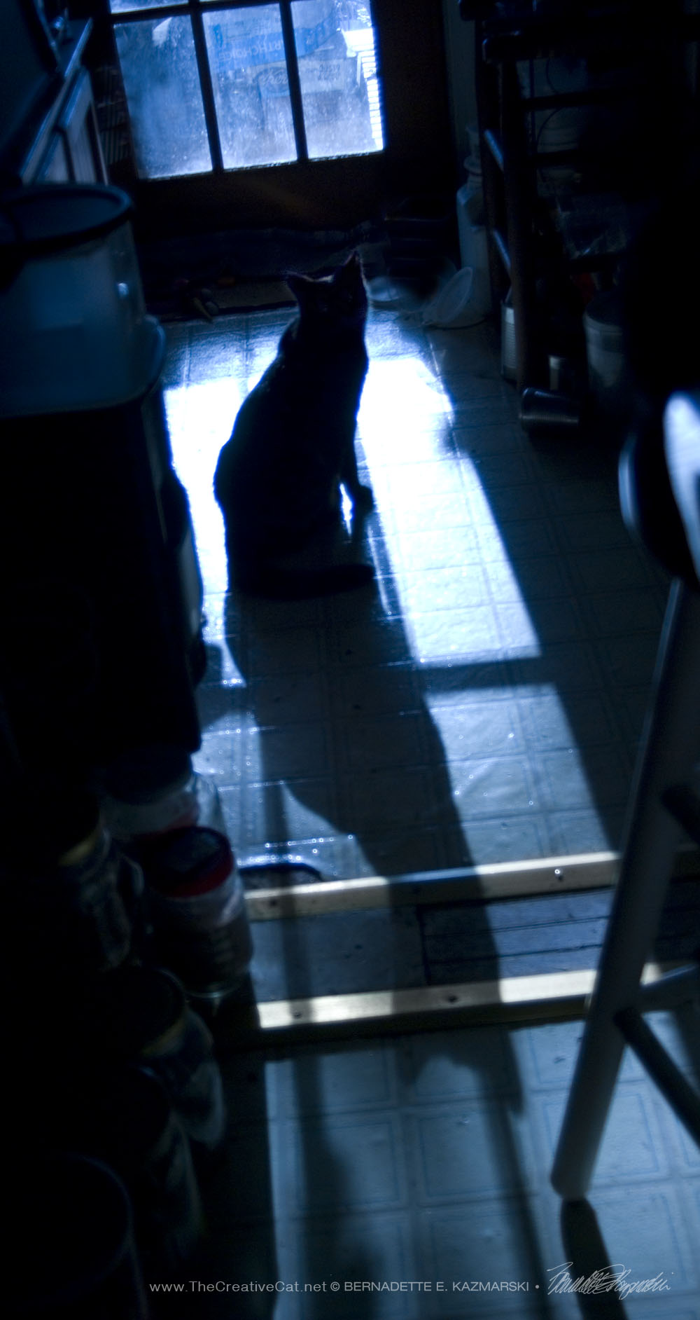 cat in silhouette
