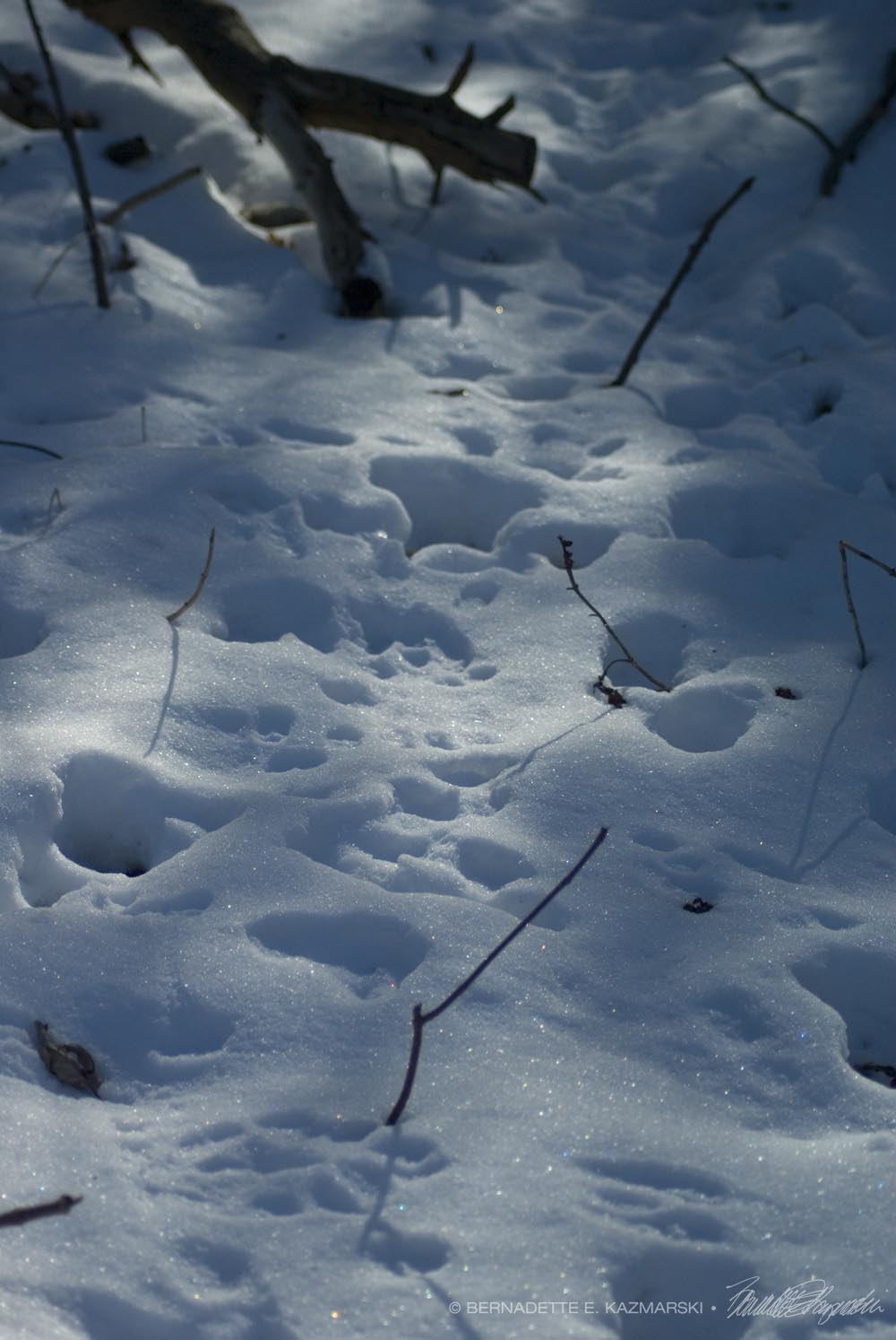 Making Tracks