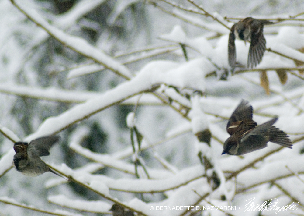 Just the three sparrows.