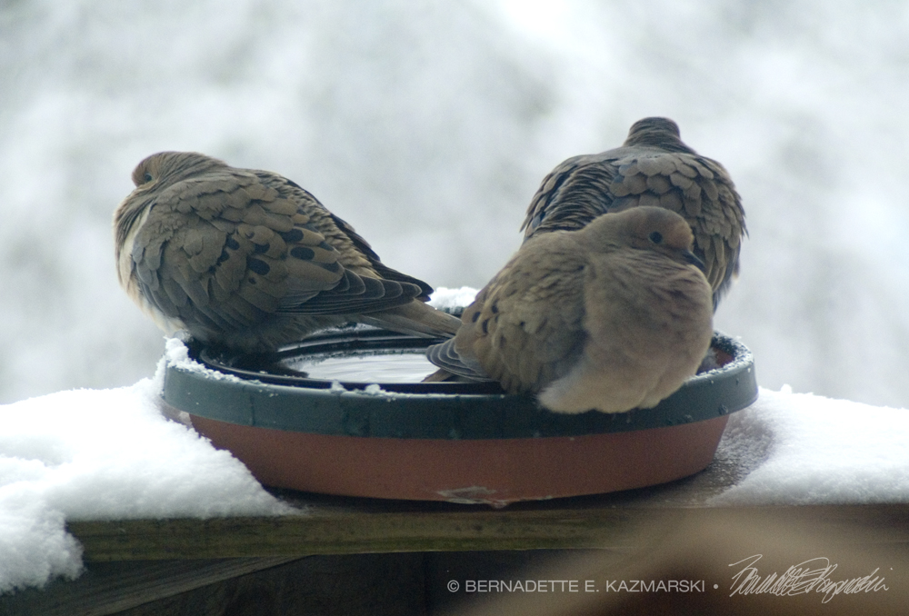three doves on birdbath